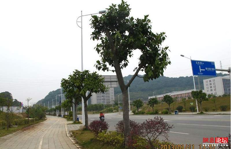实地考察，全网担保网誉城至香雪公园沿途景致